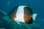 Hemitaurichthys