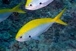Caesionidae