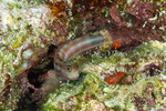 Salariinae