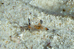 Polycera