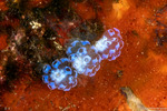Eudistoma