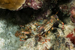 Portunidae