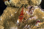 Rhynchocinetidae