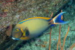 Acanthuridae