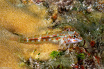 Triplefins