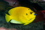 Apolemichthys
