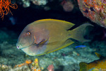 Ctenochaetus
