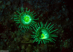 Zoantharia