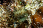 Balanophyllia