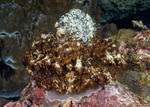 Anemones