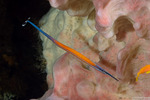 Doryrhamphus