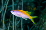 Anthias