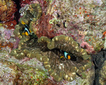 Enthemonae
