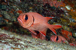 Holocentridae