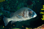 Sweetlips