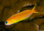 Blenniiformes