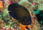Angelfishes
