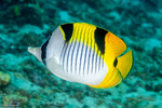 Chaetodontidae