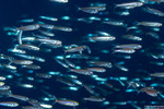 Atherinomorus