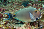 Acanthurus