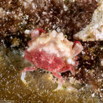 Leucosiidae