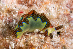 Sacoglossa