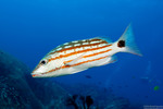 Lutjanidae
