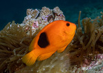 Anemonefishes