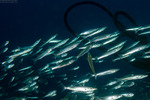 Barracudas