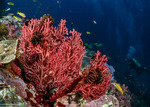 Malacalcyonacea