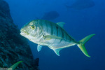 Carangiformes