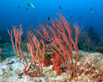 Corals