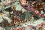 Hippolytidae