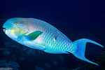 Chlorurus