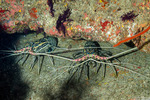 Achelata