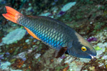 Scarus