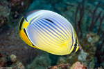 Chaetodon