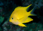 Amblyglyphidodon