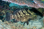 Epinephelus