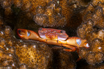 Trapezioidea