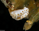 Polyclinidae