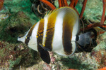 Butterflyfishes