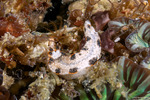 Arminidae