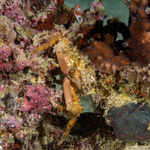 Majoidea