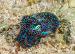 Coleoidea