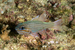 Ostorhinchus