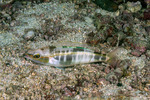Nemipteridae