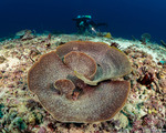 Axinellidae