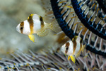 Amblypomacentrus