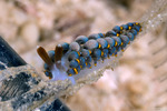 Fionoidea
